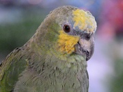 14th Sep 2012 - Young parrot