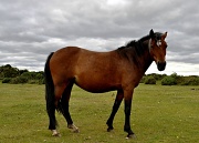 16th Sep 2012 - New Forest Pony