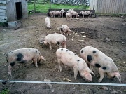 9th Sep 2012 - 13 of the 15 piglets 