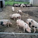 13 of the 15 piglets  by jennymdennis