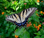 16th Sep 2012 - Eastern Tiger Swallowtail butterfly, Magnolia Gardens, Charleston, SC 