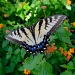 Eastern Tiger Swallowtail butterfly, Magnolia Gardens, Charleston, SC  by congaree