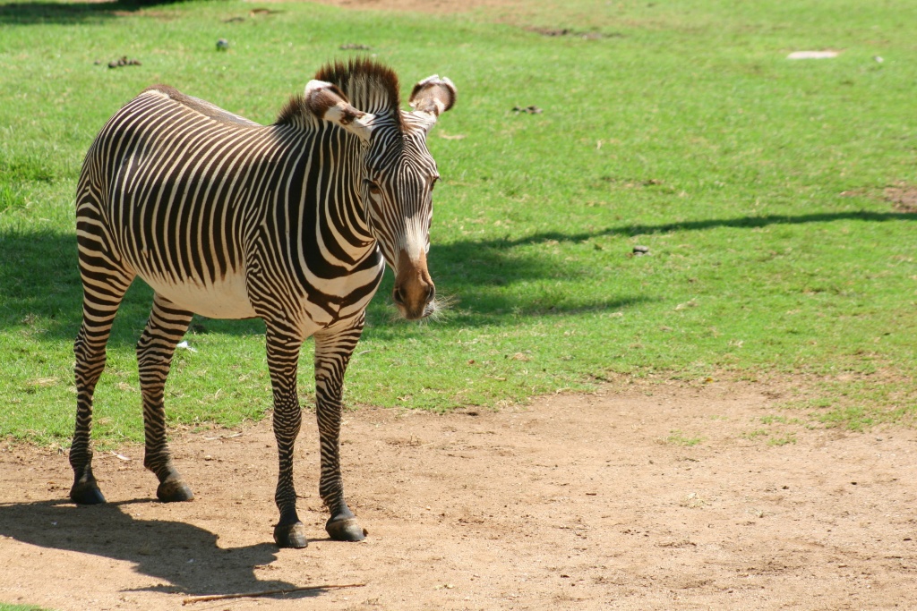 Zebra by kerristephens