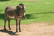 17th Sep 2012 - Zebra
