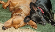 15th Sep 2012 - Ringo and Littlebit siesta 
