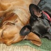 Ringo and Littlebit siesta  by dmdfday
