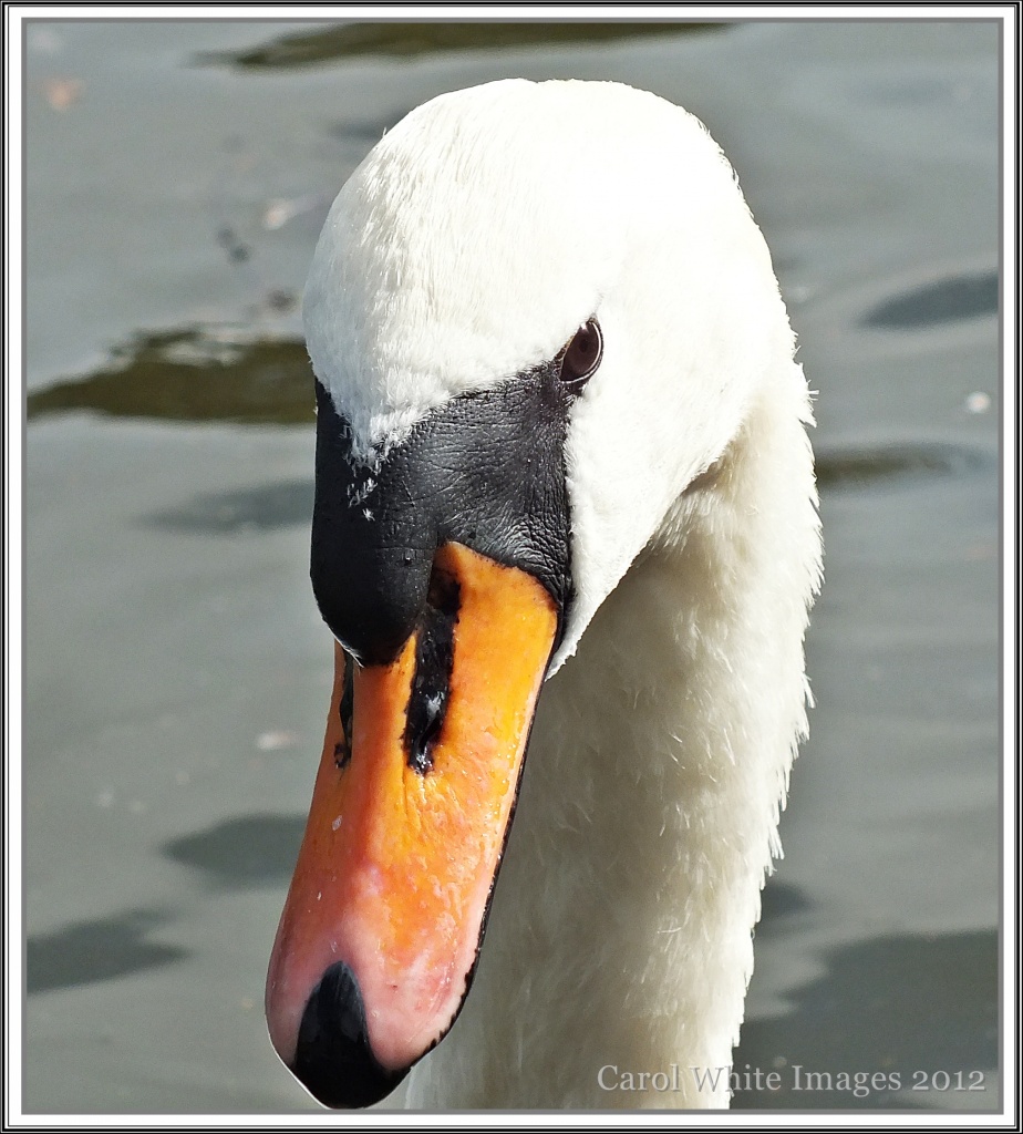 Portrait Of A Swan by carolmw