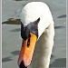 Portrait Of A Swan by carolmw