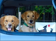 17th Sep 2012 - Going To The Dog Park!