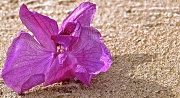 18th Sep 2012 - Dried orchid
