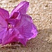 Dried orchid by cocobella