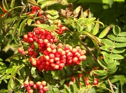 17th Sep 2012 - Rowan berries