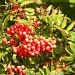 Rowan berries by oldjosh