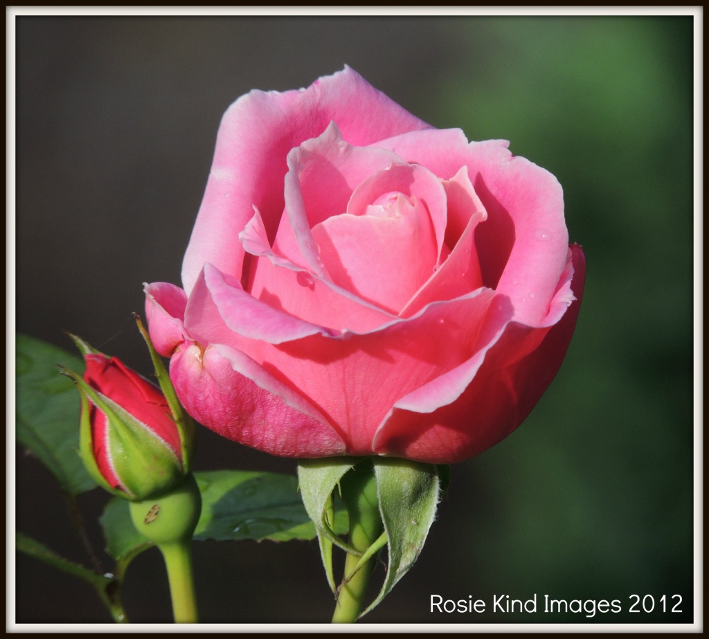 Pink rose on a sunny day in September by rosiekind