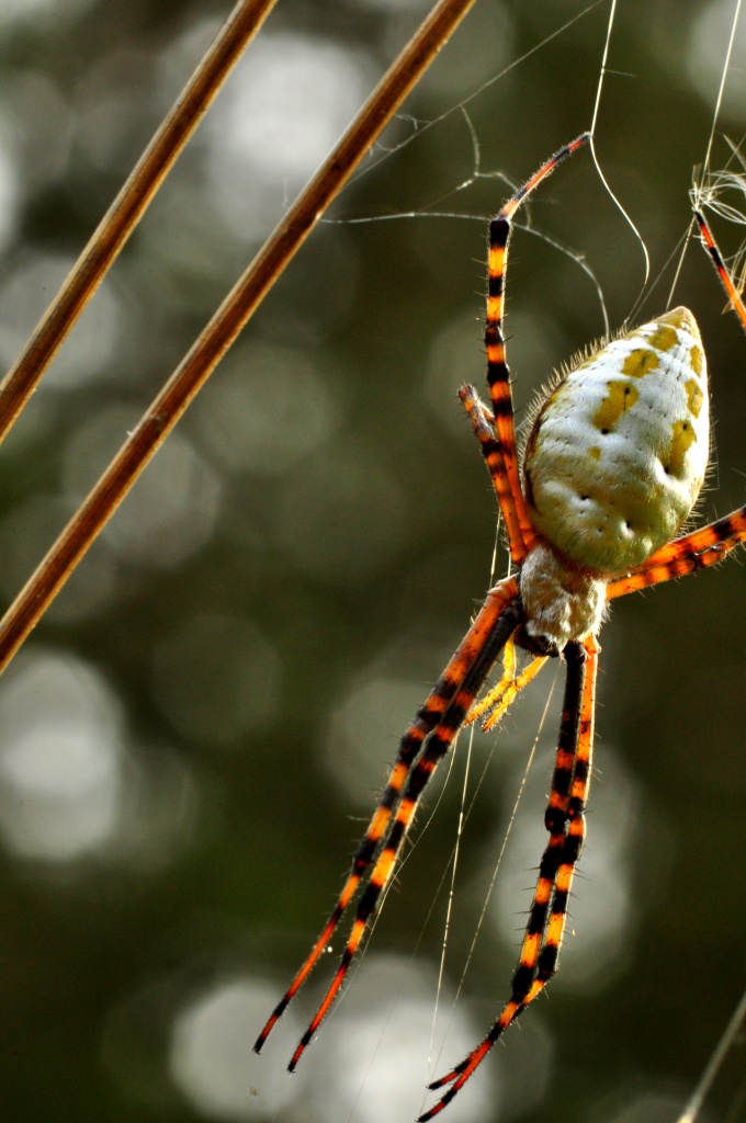 The Spider & Bokeh by jayberg