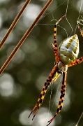18th Sep 2012 - The Spider & Bokeh