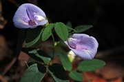 18th Sep 2012 - 9-18 butterfly pea