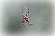 17th Sep 2012 - Yikes!  I can't believe I'm posting a spider!