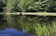17th Sep 2012 - The Pond