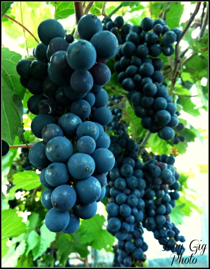 Grapes by tonygig