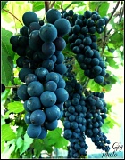 17th Sep 2012 - Grapes