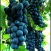 Grapes by tonygig