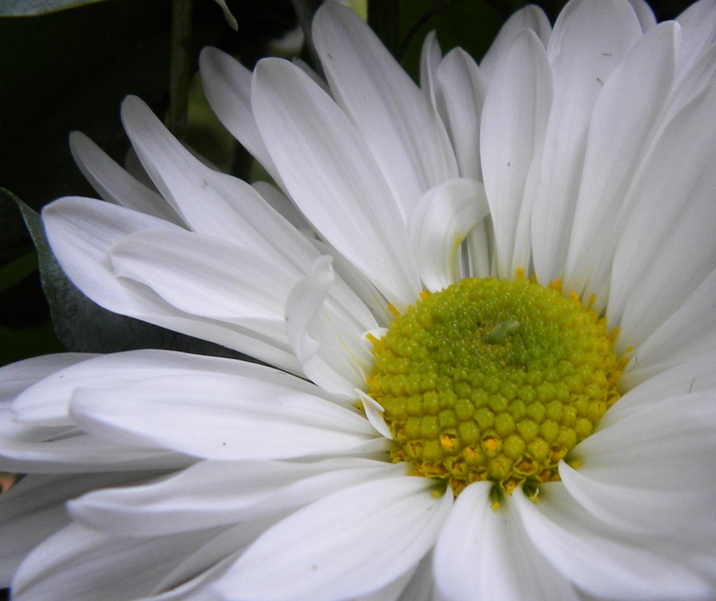 Fibonacci in Nature by sunnygreenwood