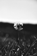 18th Sep 2012 - Dandelion