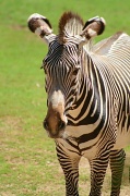 18th Sep 2012 - Portrait Of A Zebra
