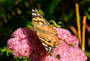 18th Sep 2012 - Butterfly on Sedum