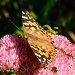 Butterfly on Sedum by jgpittenger
