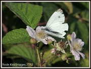 18th Sep 2012 - White butterfly