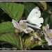 White butterfly by rosiekind