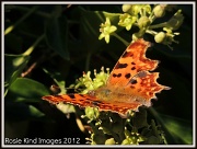 18th Sep 2012 - Butterfly 