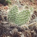 Prickly by hmgphotos