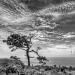 Torrey Pines by orangecrush
