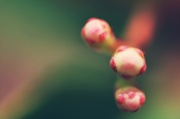 18th Sep 2012 - out of focus flower buds