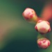 out of focus flower buds by pocketmouse