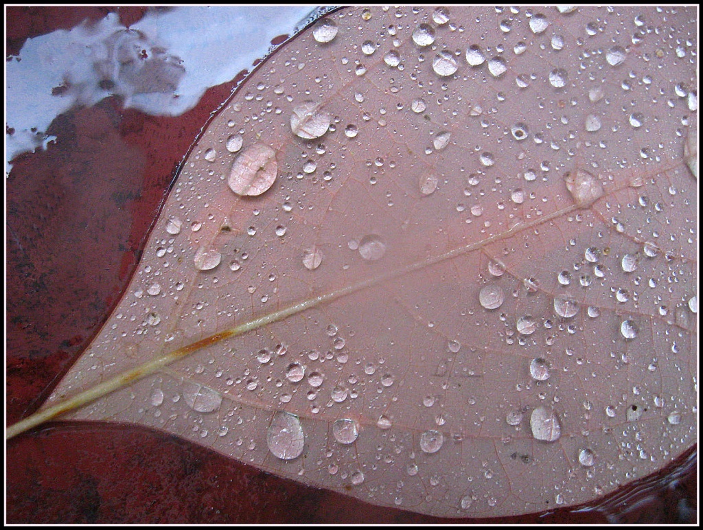 Rainy Day Leaf by olivetreeann
