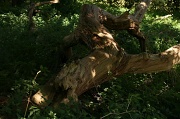 18th Sep 2012 - Day 2: Broken - Wood