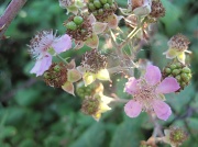 19th Sep 2012 - Day 3: Purple -  late blackberry blossom