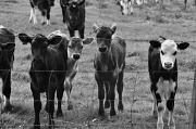 19th Sep 2012 - Baby Cow Herd ll
