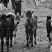 Baby Cow Herd ll by wenbow