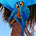 Macaws at the Marina by soboy5