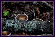 10th Sep 2012 - Interesting fungi
