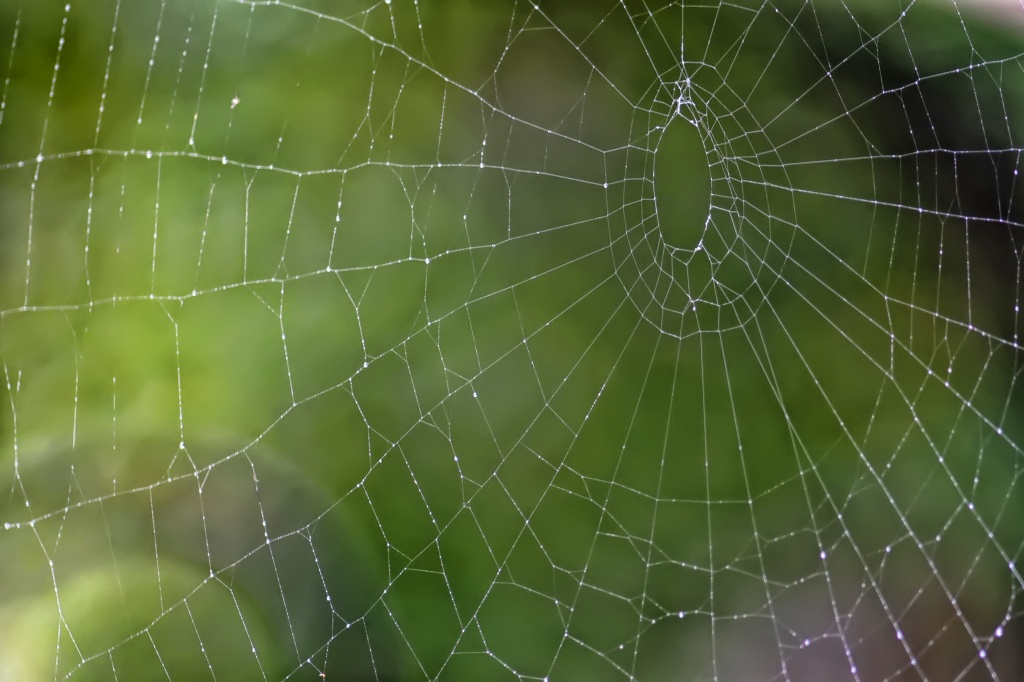 Spiderweb by lstasel