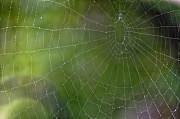 17th Sep 2012 - Spiderweb