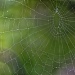 Spiderweb by lstasel