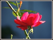 19th Sep 2012 - Rose on Wednesday