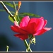 Rose on Wednesday by rosiekind